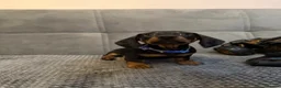 Dachshund dogs for sale: Kiki  - Advert 1