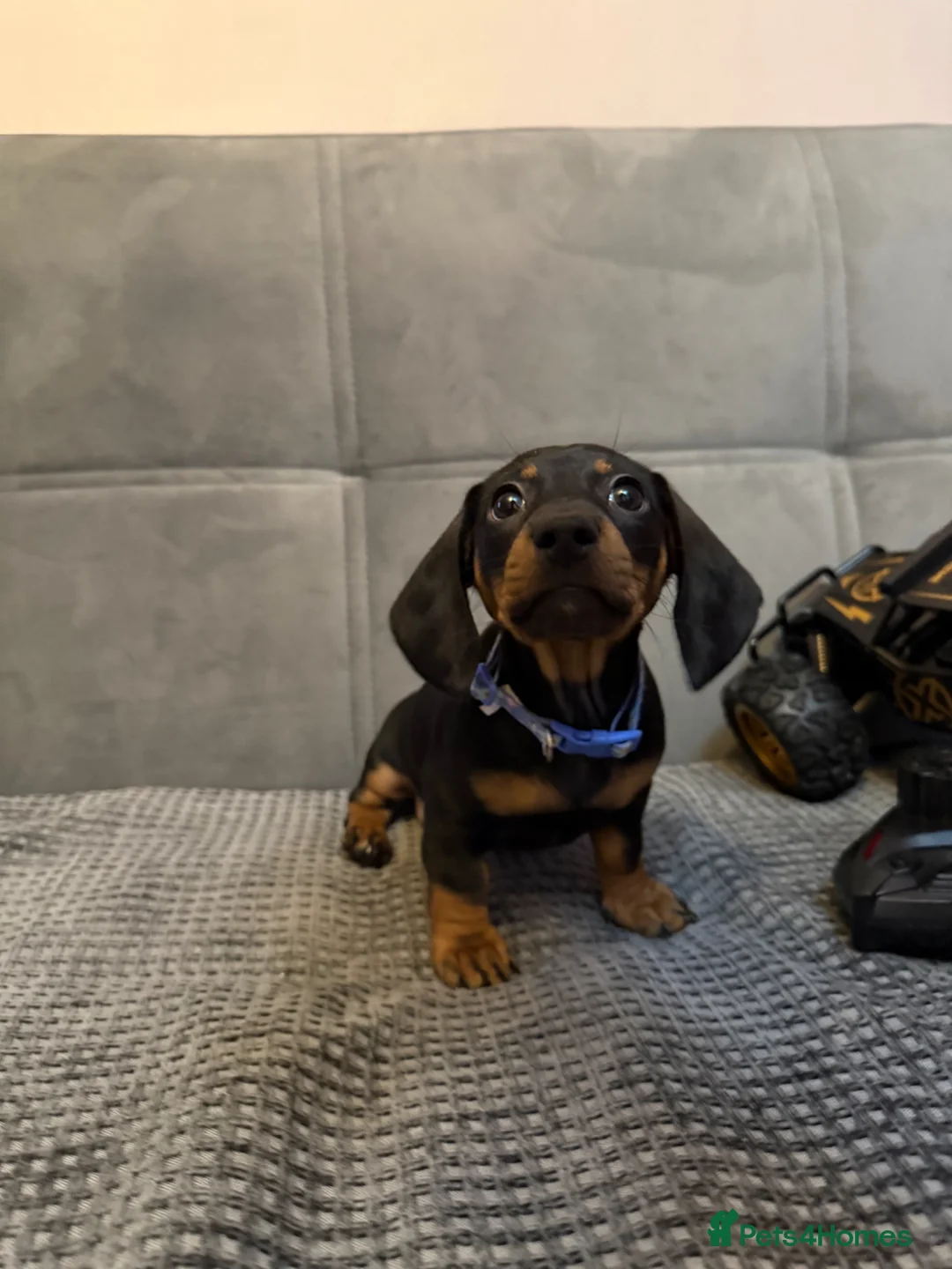Dachshund dogs for sale: Kiki  - Advert 1