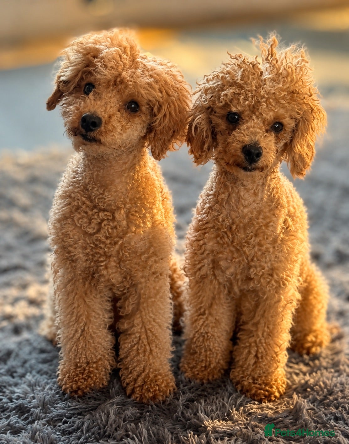 Toy Poodle dogs Beautiful Mixed Litter Toy Poodle Puppies ❤️🐾🐩 - Advert 1