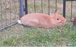 Netherland Dwarf rabbits for sale: Netherland dwarf spotty pair. And Orange Buck - Image 2