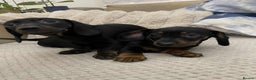 Miniature Dachshund dogs for sale: Stunning miniature dachshund  - Advert 3