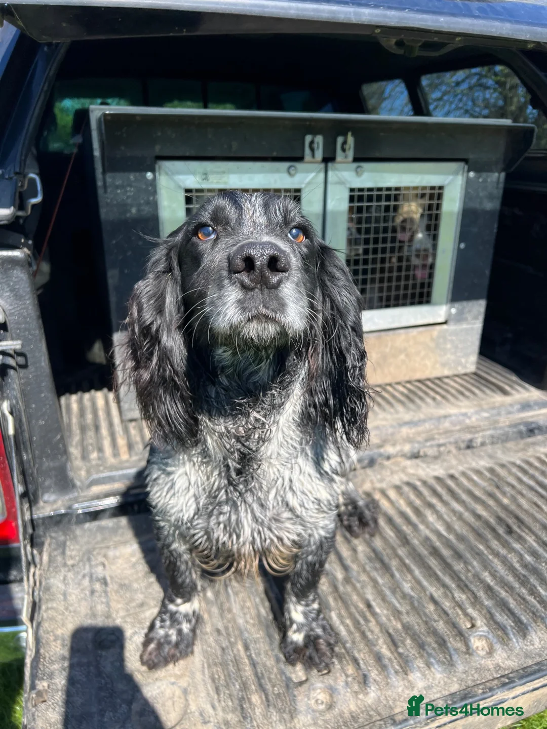 Cocker Spaniel dogs for stud: KC Registered Working Blue Roan Cocker Spaniel  - Advert 2
