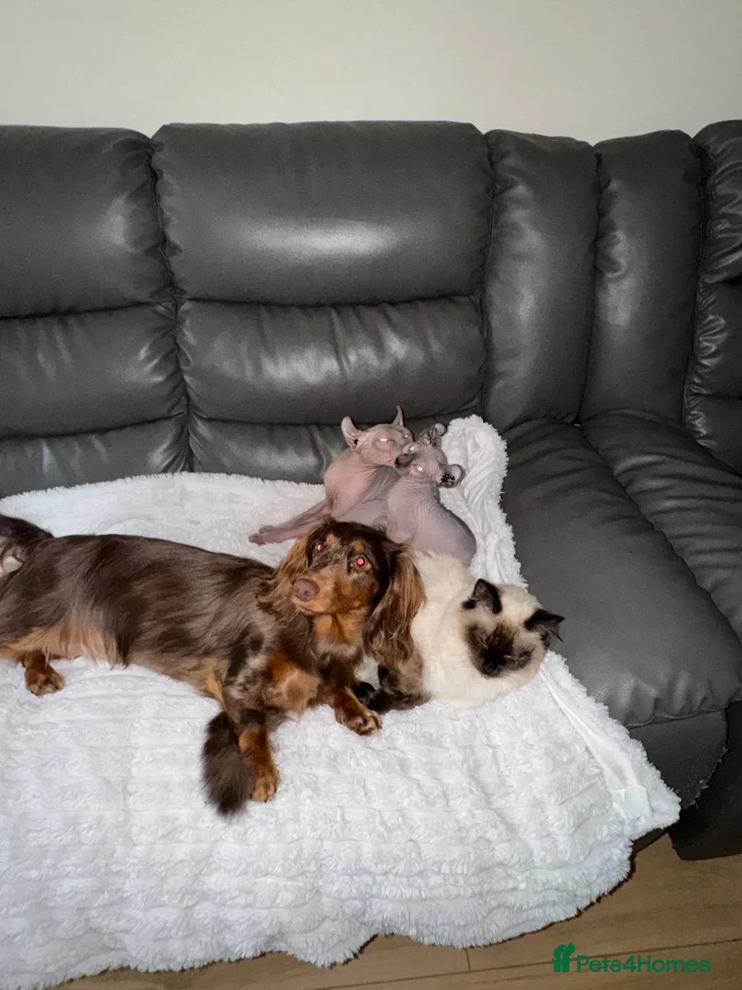 Miniature Dachshund dogs for sale: KC REGISTERED LH MIN DASH🐶 - Advert 3