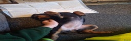 Rottweiler dogs for sale: 10 week old rottweiler female - Advert 2