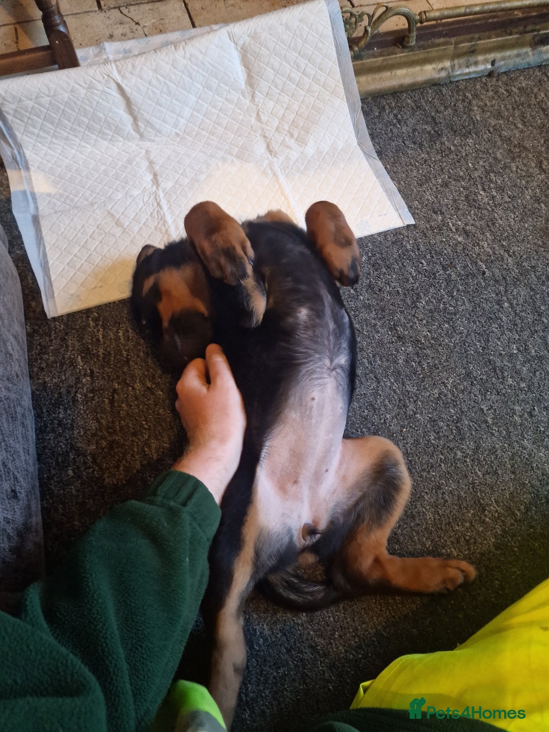 Rottweiler dogs for sale: 10 week old rottweiler female - Advert 2