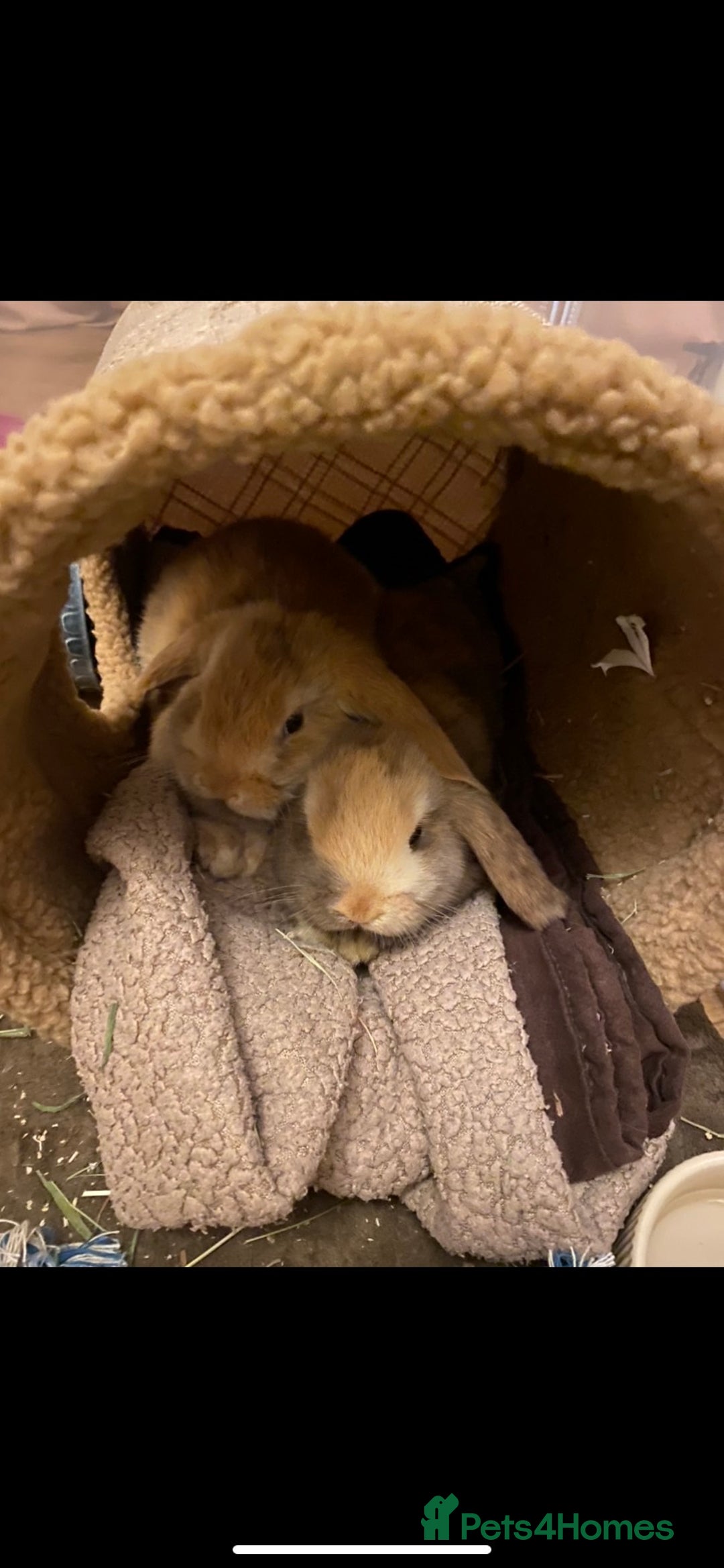 Mini Lop rabbits for sale: 2 harli mini lops males 10 weeks - Advert 5