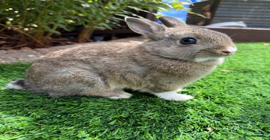 Netherland Dwarf rabbits - Advert 12