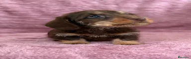 Dachshund Puppy 4