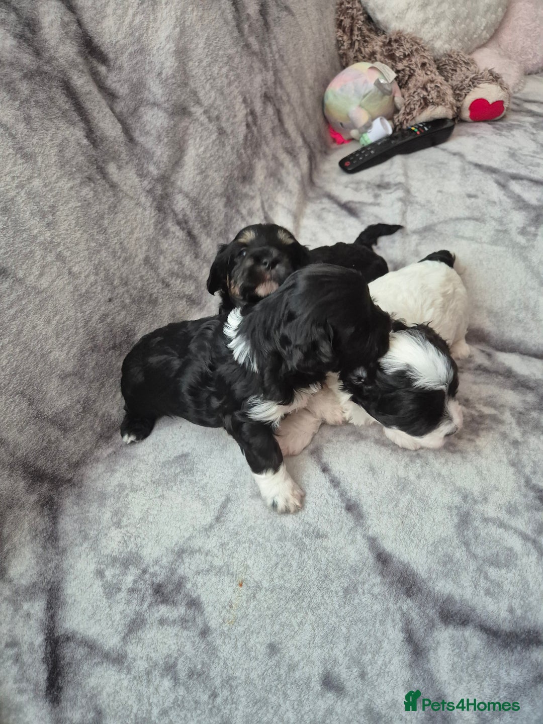 Bichon Frise dogs for sale: Bichon frise  - Image 12