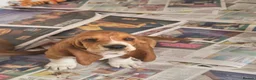 Basset Hound dogs for sale: Basset hound pups kc reg.European lines - Advert 4