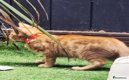 Domestic Shorthair cats for sale: Kittens for rehoming. - Image 4