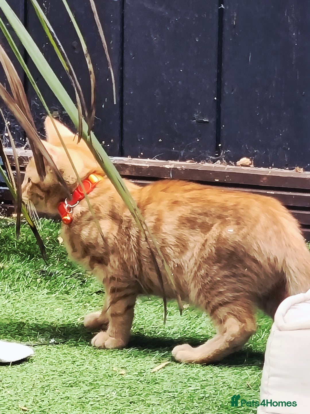 Domestic Shorthair cats for sale: Kittens for rehoming. - Image 4