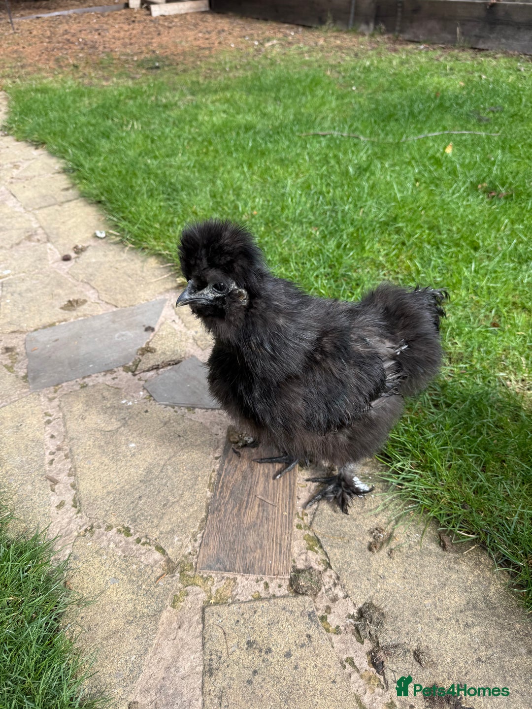 Chickens poultry for sale: American Silkie Cockerel for Sale - Image 3