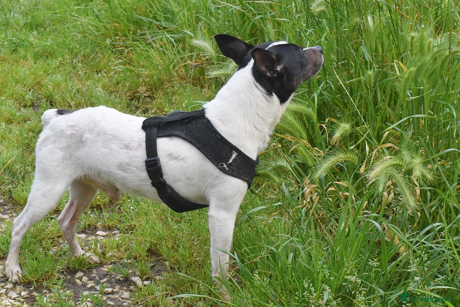 Mixed Breed dogs for adoption: Pipo - Andalusian Terrier in Alfreton - Advert 2