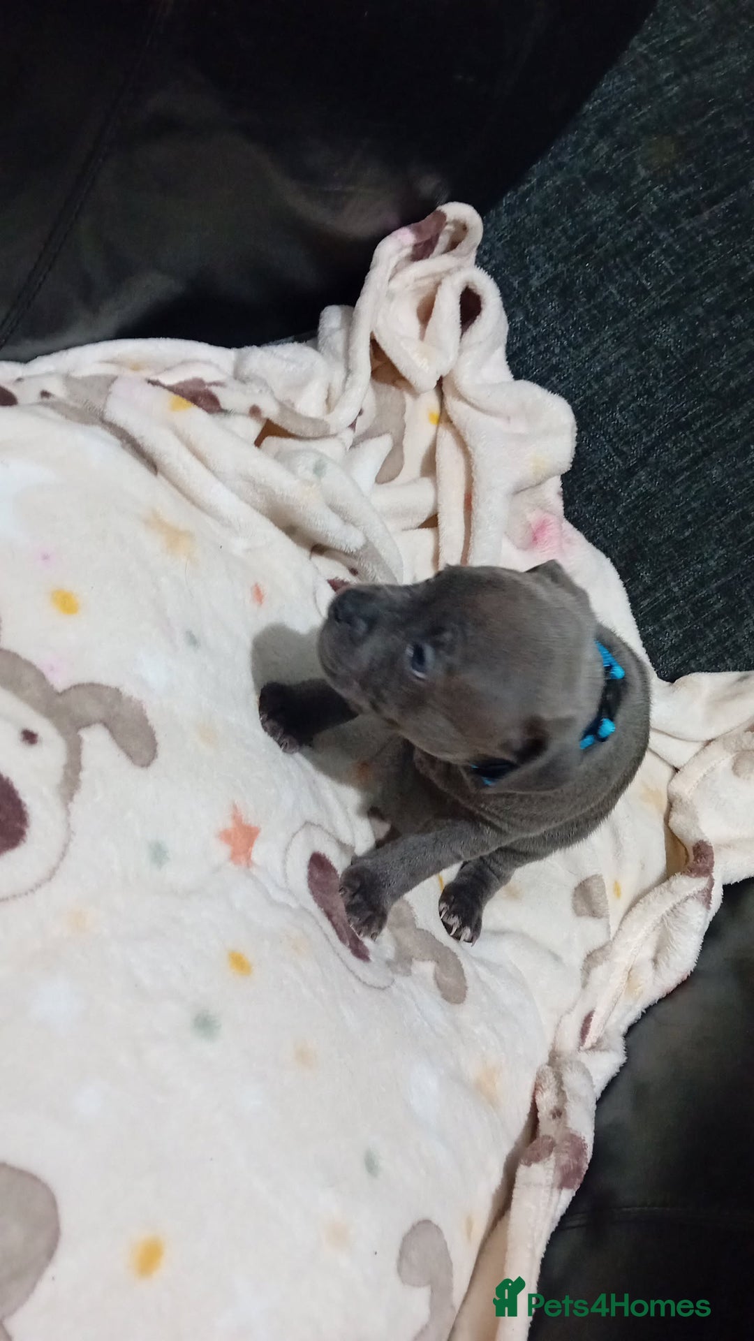 Staffordshire Bull Terrier dogs for sale: **Gorgeous blue staffy pups** - Advert 19