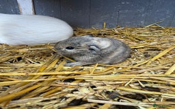Guinea Pig rodents for sale: Baby guinea pigs - ready 21st December  - Image 1
