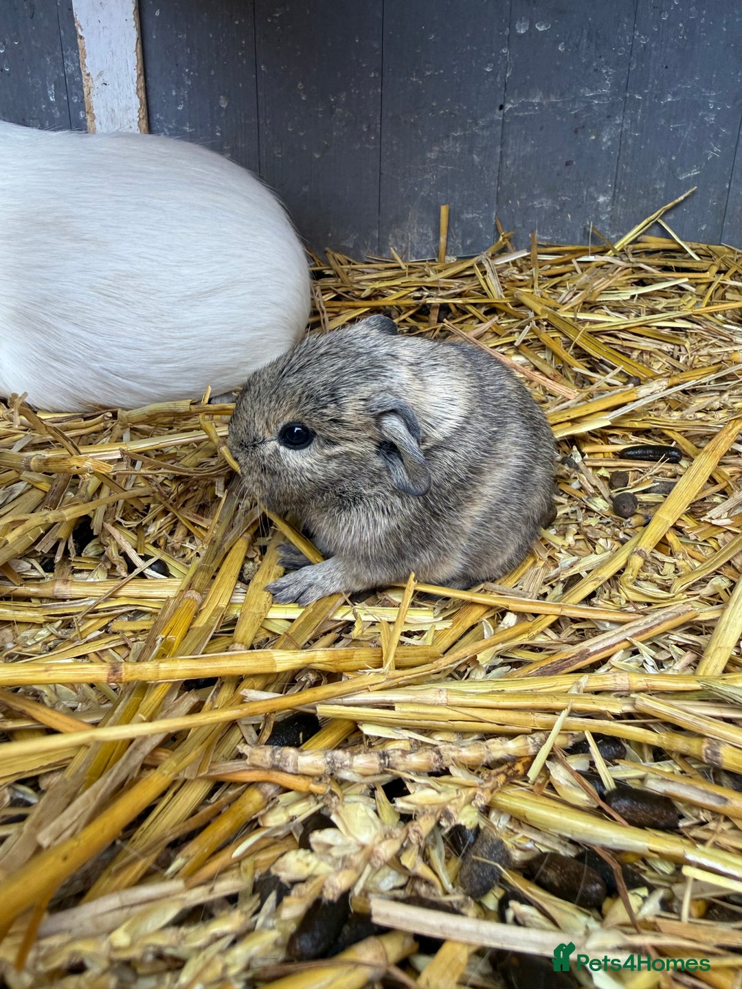 Guinea Pig rodents for sale: Baby guinea pigs - ready 21st December  - Image 1