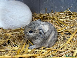 Guinea Pig rodents - Advert 3