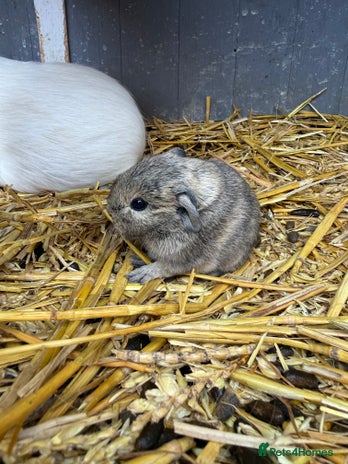 Guinea Pig rodents - Advert 3
