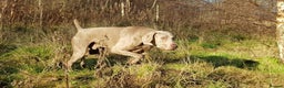 Weimaraner dogs for stud: AMERICAN BOY Gray Arrow - STUD in Edinburgh - Advert 3