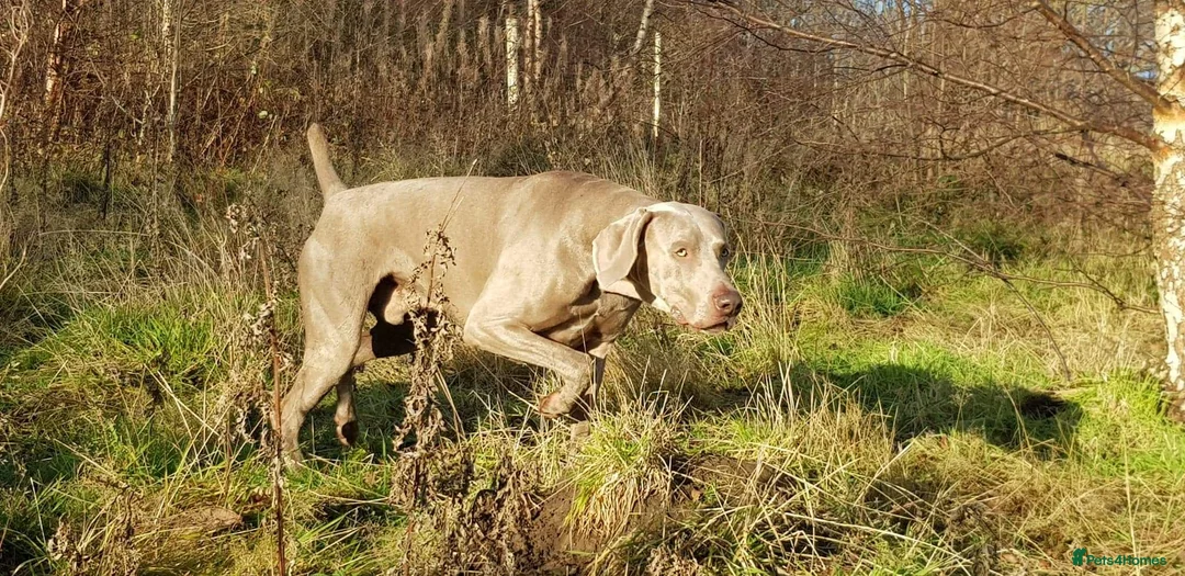 Weimaraner dogs for stud: AMERICAN BOY Gray Arrow - STUD in Edinburgh - Advert 3