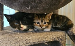 Mixed Breed cats for sale: 6 kittens for sale - Advert 8