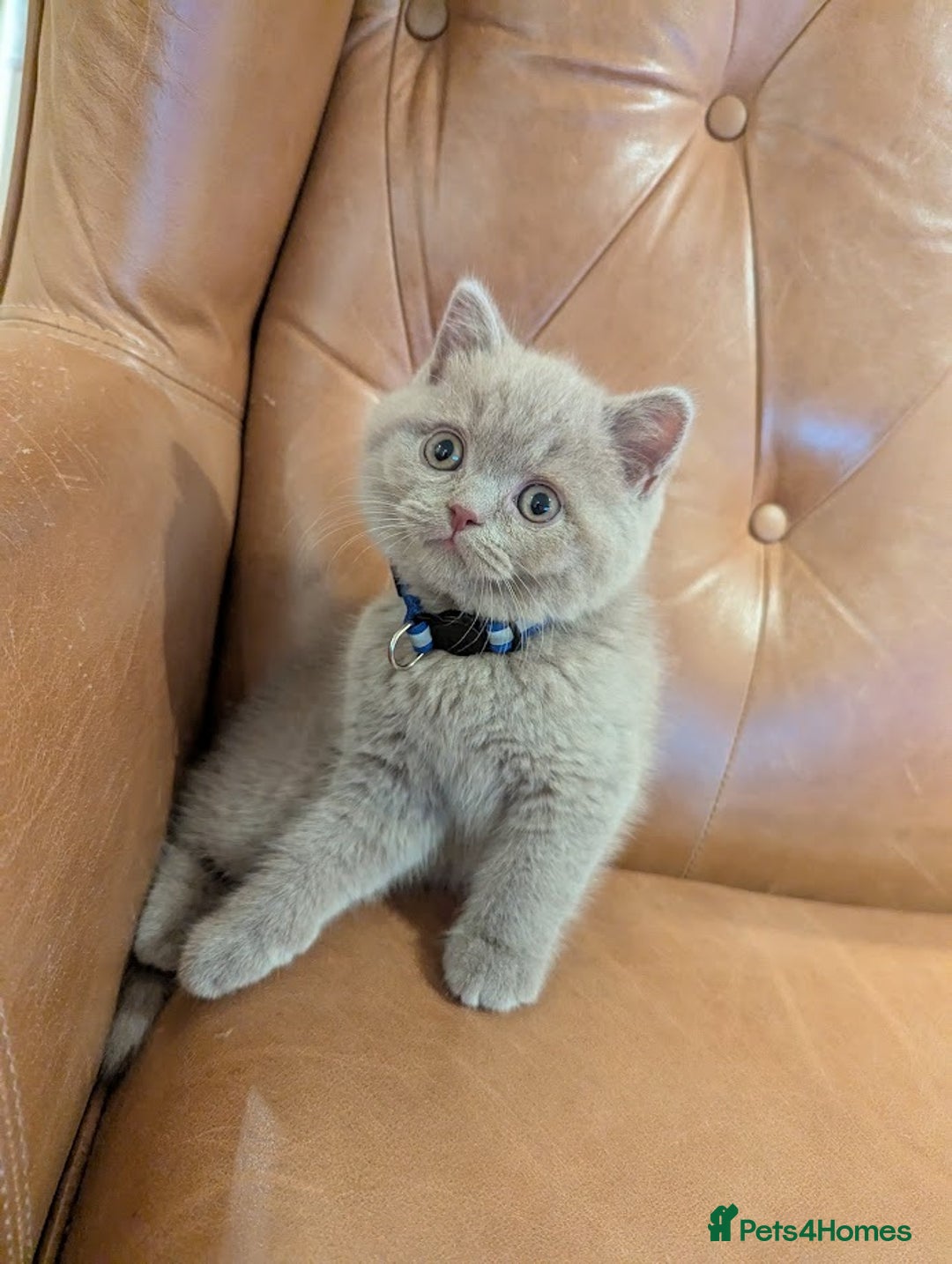 British Shorthair cats for sale: British Shorthair kittens - Advert 7