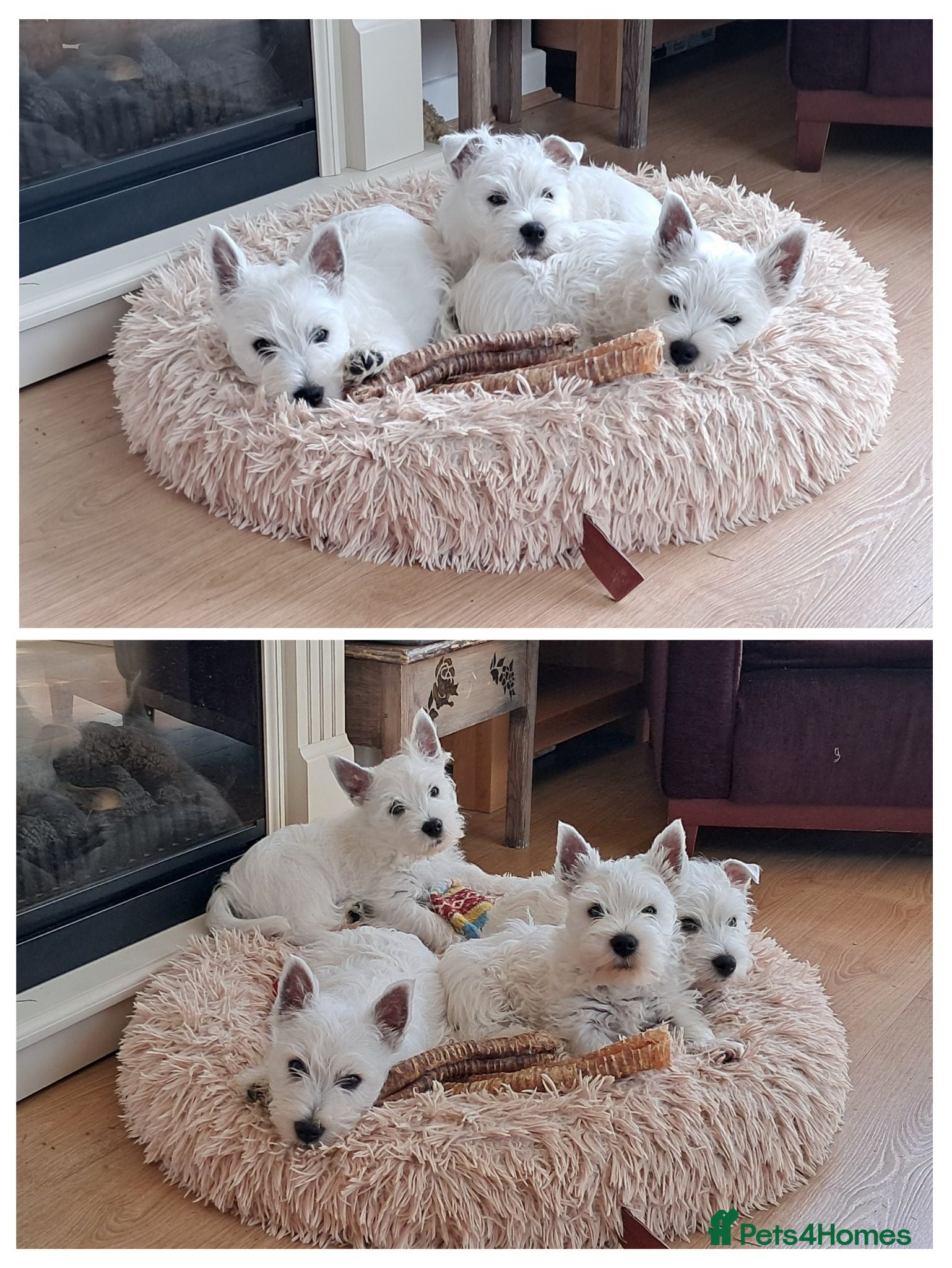 West Highland Terrier dogs West highland white terrier  - Advert 2