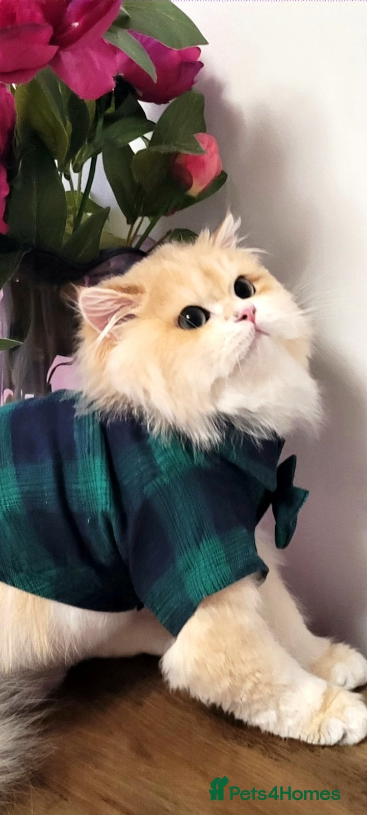 British Longhair cats British Longhair st.Melt-your-heart-eyes.Beginner  - Advert 5