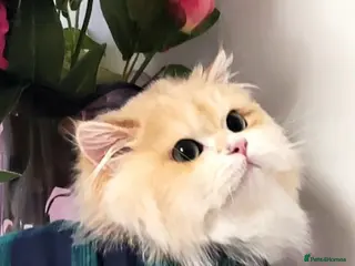British Longhair cats British Longhair st.Melt-your-heart-eyes.Beginner - Advert 5