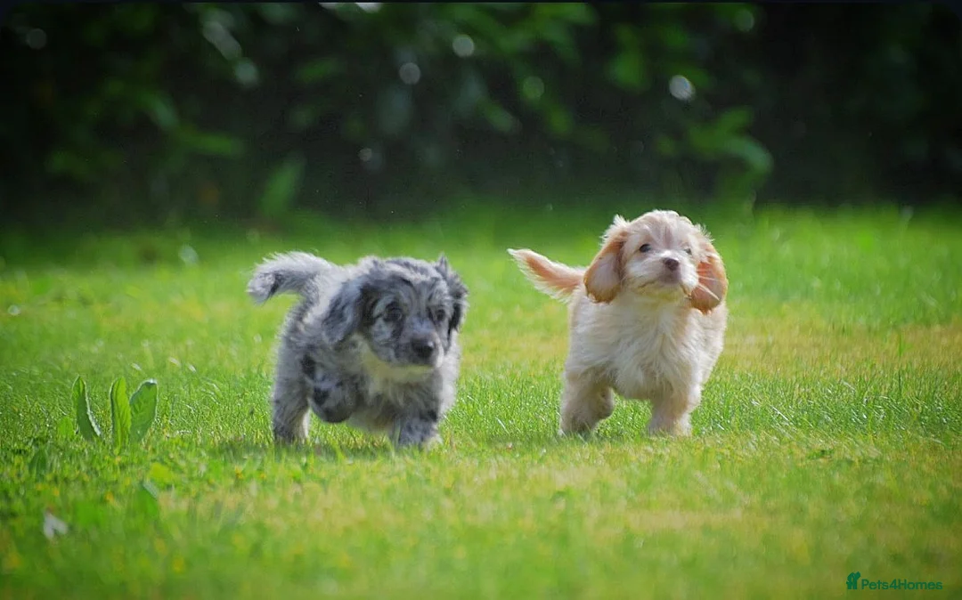 Cockapoo dogs for sale: Cockerpoo girls  - Advert 7
