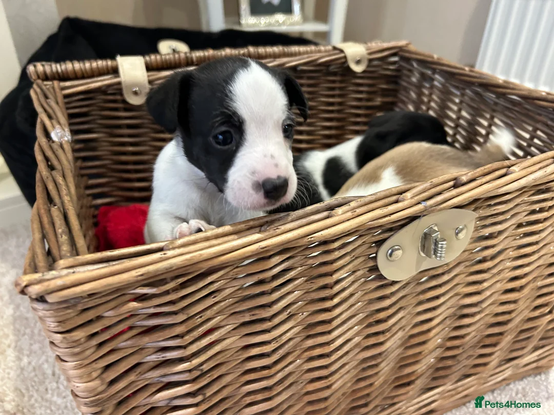Jack Russell dogs for sale: Jack Russell puppies  - Advert 3