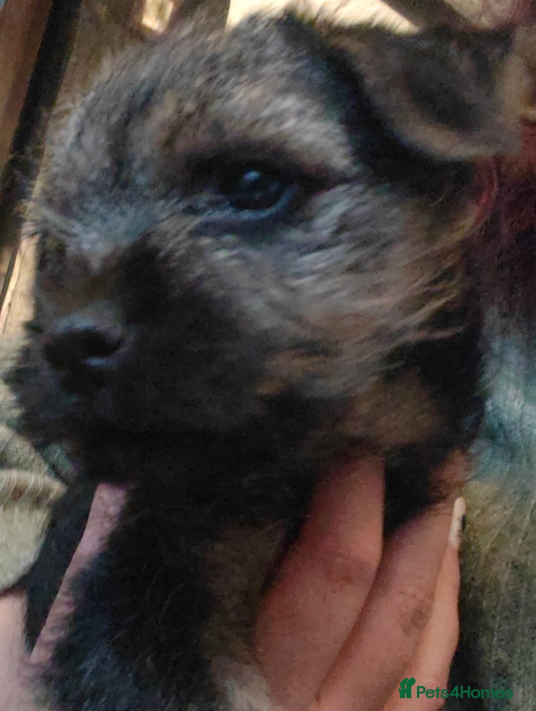 Border Terrier dogs for sale: Pedigree Blue Border Terrier  - Advert 2