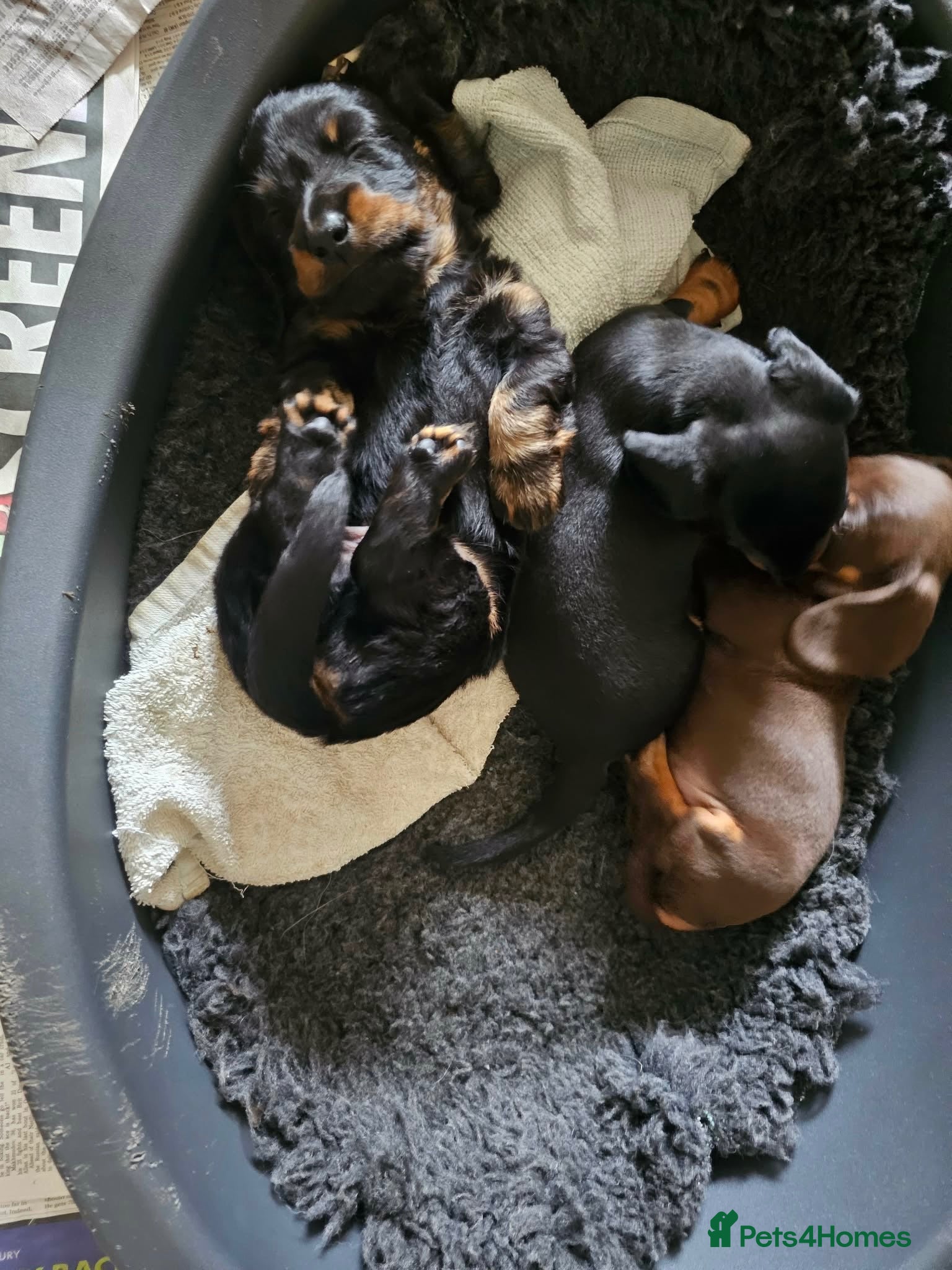 Miniature Dachshund dogs Miniture dachounds  - Advert 2