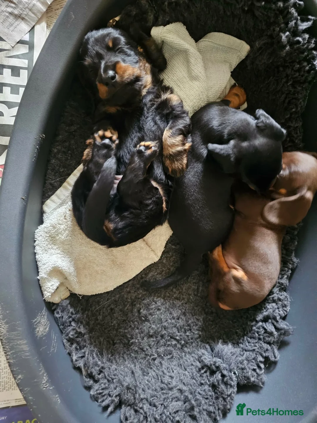 Miniature Dachshund dogs for sale: Miniture dachounds  in Bruton - Advert 1