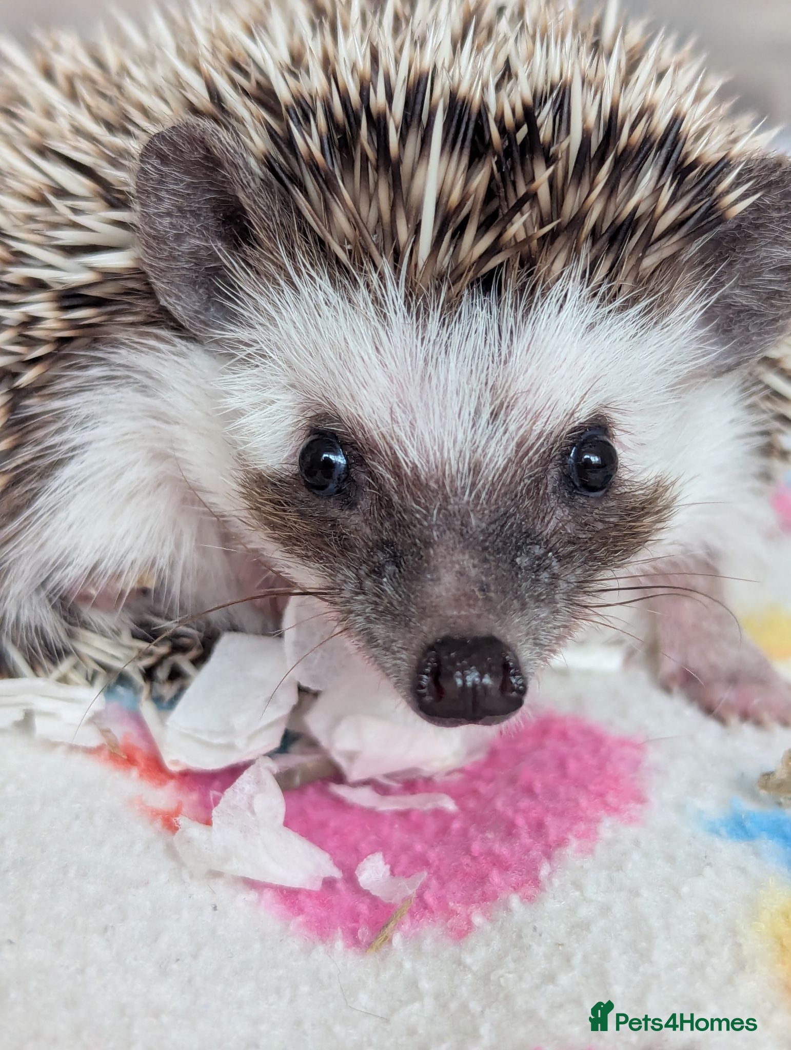 Pygmy Hedgehog rodents Reduced!!! 3 Friendly Females.10 wks Ready Now!!!! - Advert 1