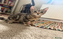 Mixed Breed cats for sale: 2 beautiful kittens - Image 3