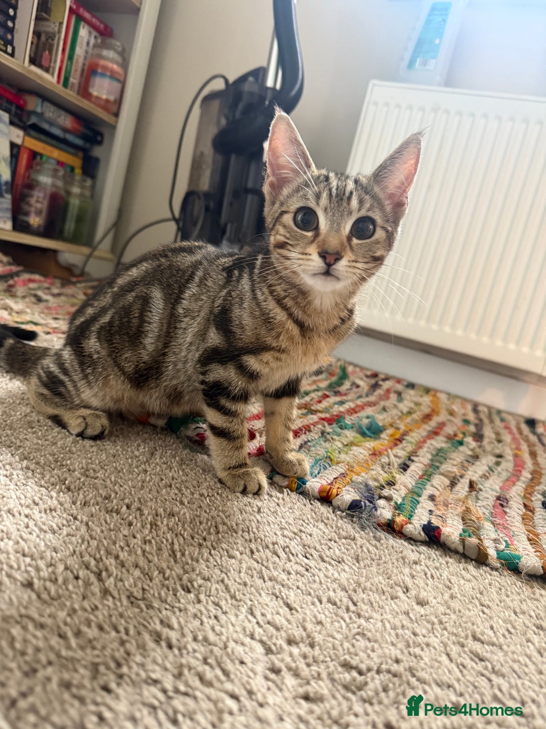 Mixed Breed cats for sale: 2 beautiful kittens - Image 3