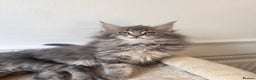 Maine Coon cats for sale: Blue Tabby boys TICA register  - Advert 4