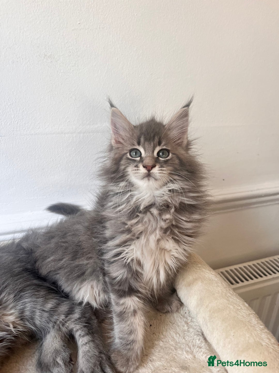 Maine Coon cats for sale: Blue Tabby boys TICA register  - Advert 4