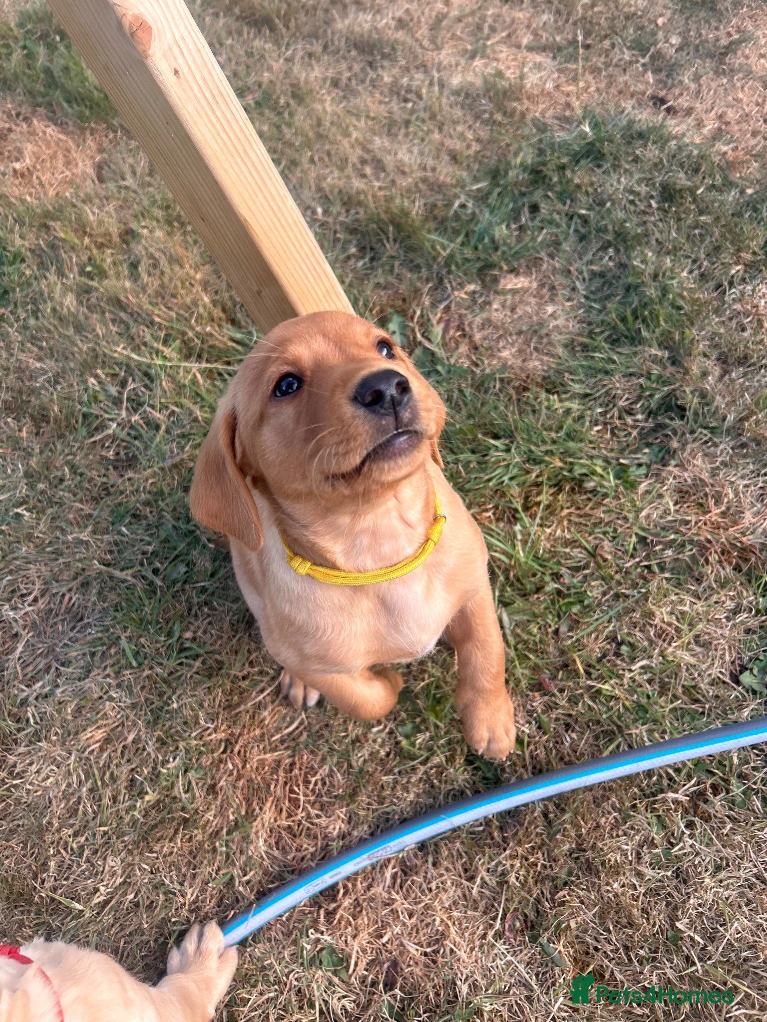 Labrador Retriever dogs One fox red boy, KC reg, health tested labrador  - Advert 10