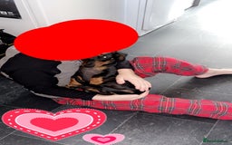 Miniature Dachshund dogs for sale: One male miniature dachshund for sale asap - Image 1
