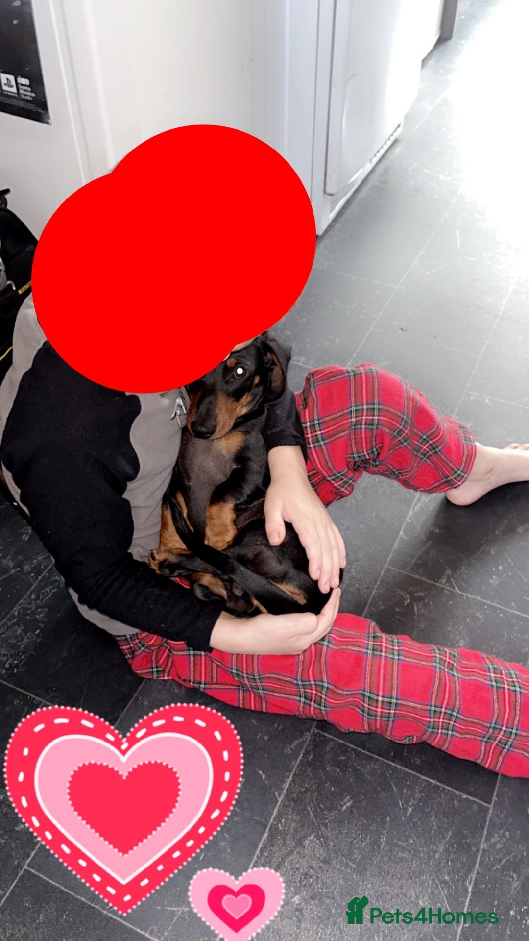 Miniature Dachshund dogs for sale: One male miniature dachshund for sale asap - Image 1