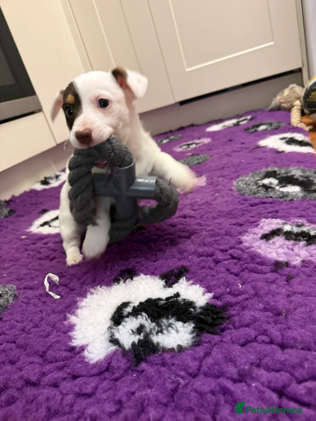 Jack Russell dogs for sale: Health Tested Jack Russell Boy - Advert 5
