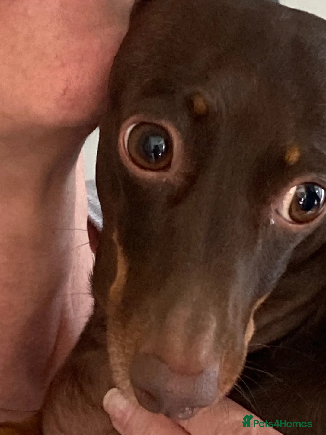 Miniature Dachshund dogs for sale: Miniature Dauchund - Advert 2