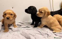 Cocker Spaniel dogs for sale: Beautiful DNA tested cocker spaniel puppies - Advert 5