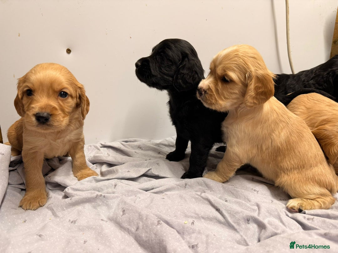 Cocker Spaniel dogs for sale: Beautiful DNA tested cocker spaniel puppies - Advert 5