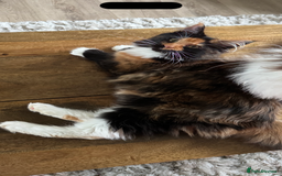 Maine Coon cats for sale: Maine coon 16 months old  - Advert 7