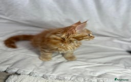 Maine Coon cats for sale: TICA REGISTERD MAINCOON KITTEN’S ⭐️ - Image 4