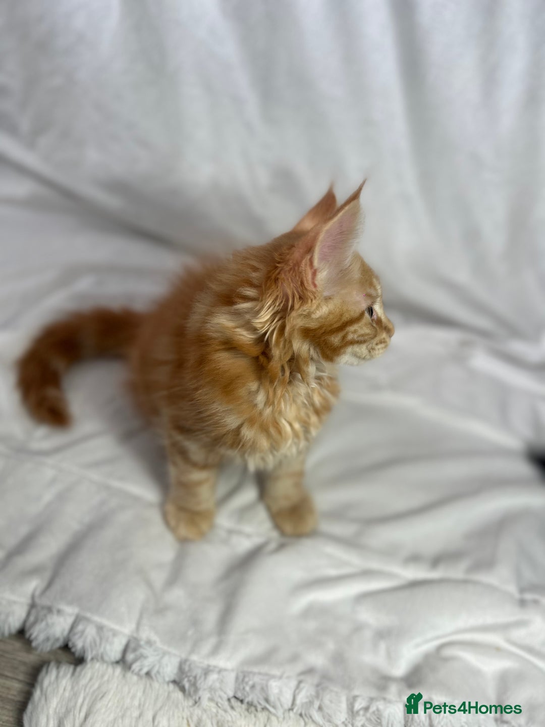 Maine Coon cats for sale: TICA REGISTERD MAINCOON KITTEN’S ⭐️ - Image 4